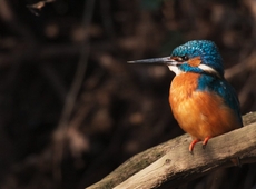 Onze Natuur film