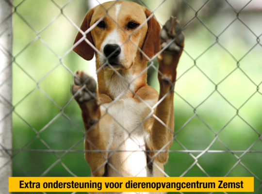 zemst ben weyts steunt dierenasiel zemst ben weyts steunt dierenasiel